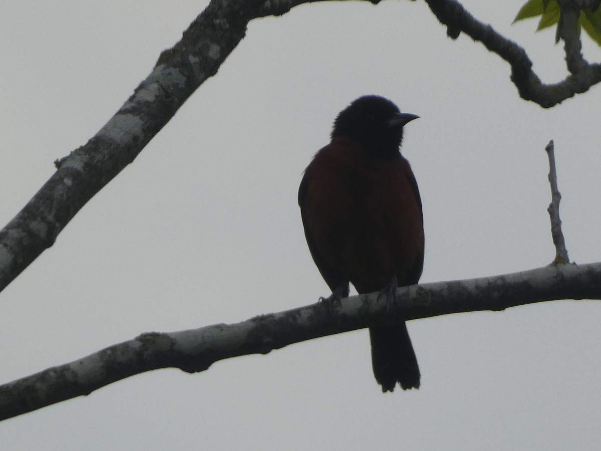 Orchard Oriole - ML617958523