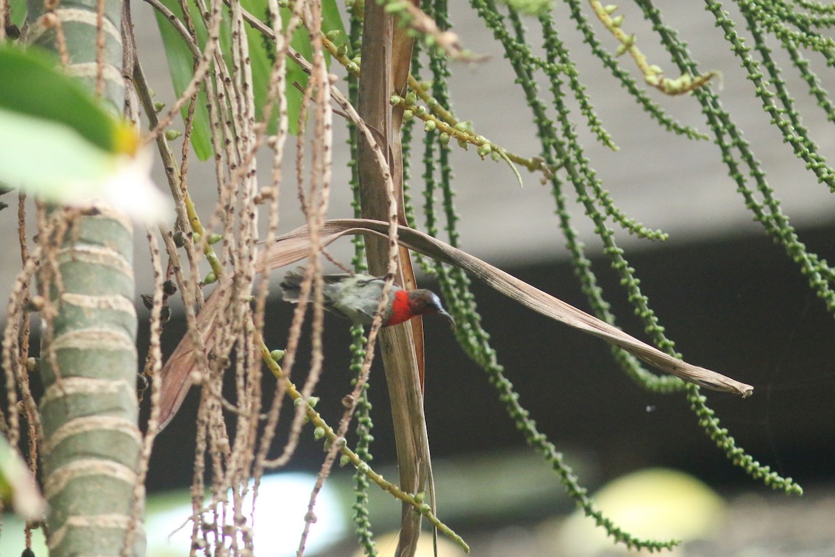 Crimson Sunbird - Woraphot Bunkhwamdi