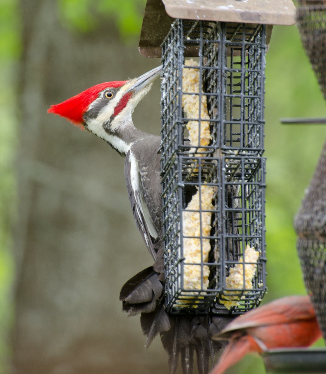 Pileated Woodpecker - Jack and Shirley Foreman