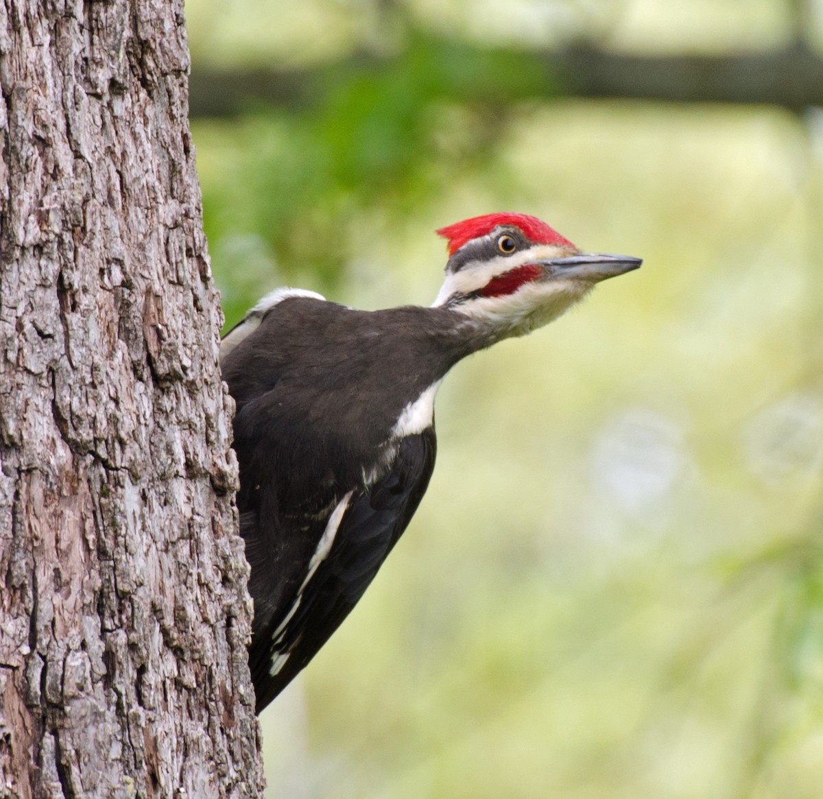 Pileated Woodpecker - ML617958541