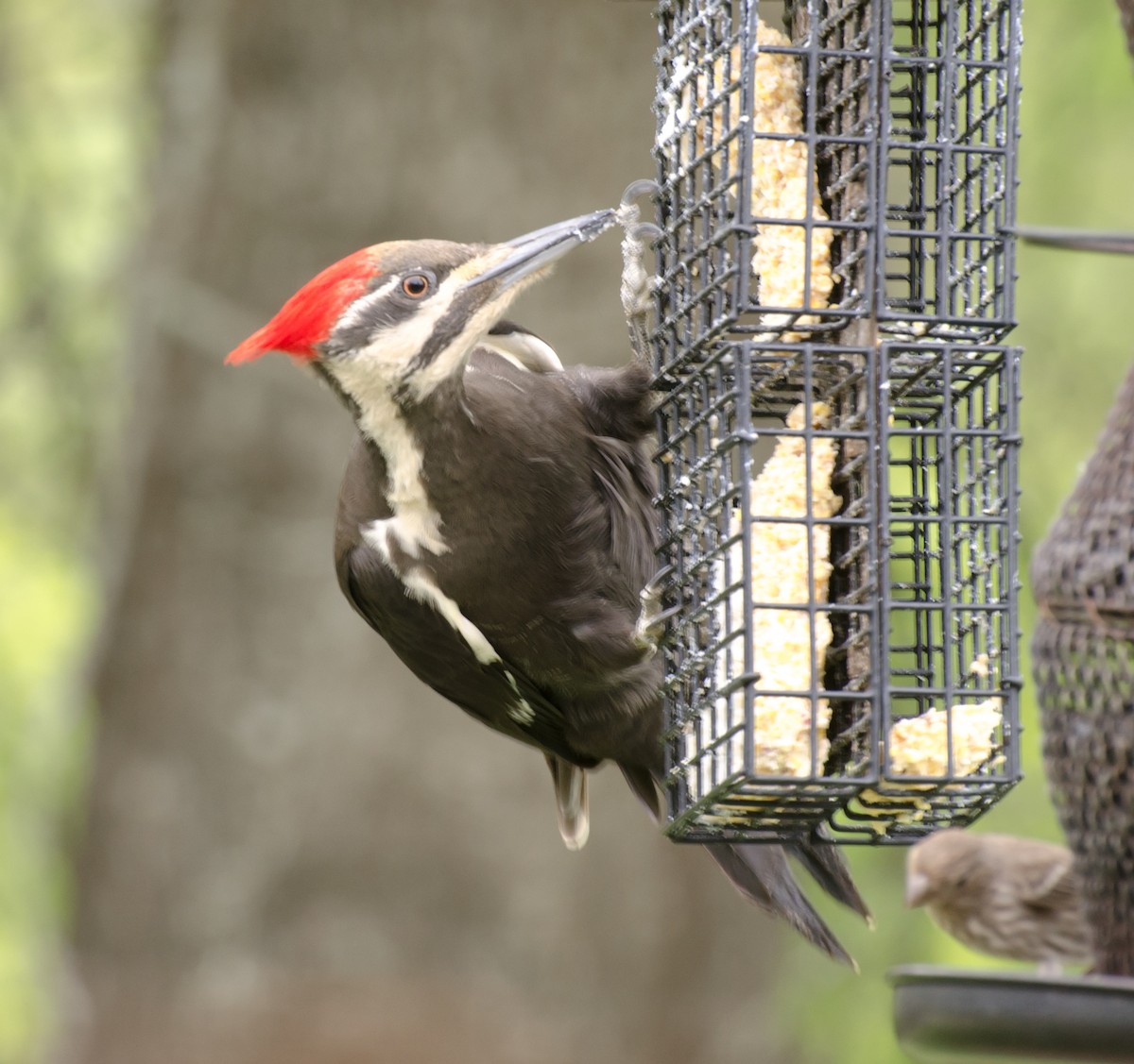 Pileated Woodpecker - ML617958546
