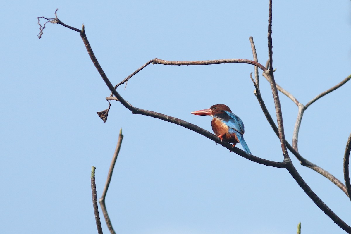 White-throated Kingfisher - Woraphot Bunkhwamdi