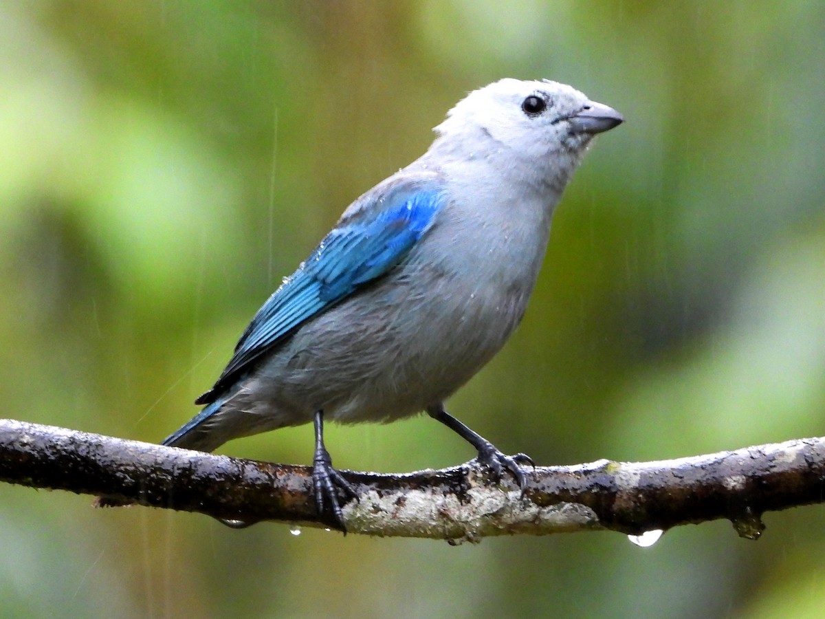 Blue-gray Tanager - Mary Leigh