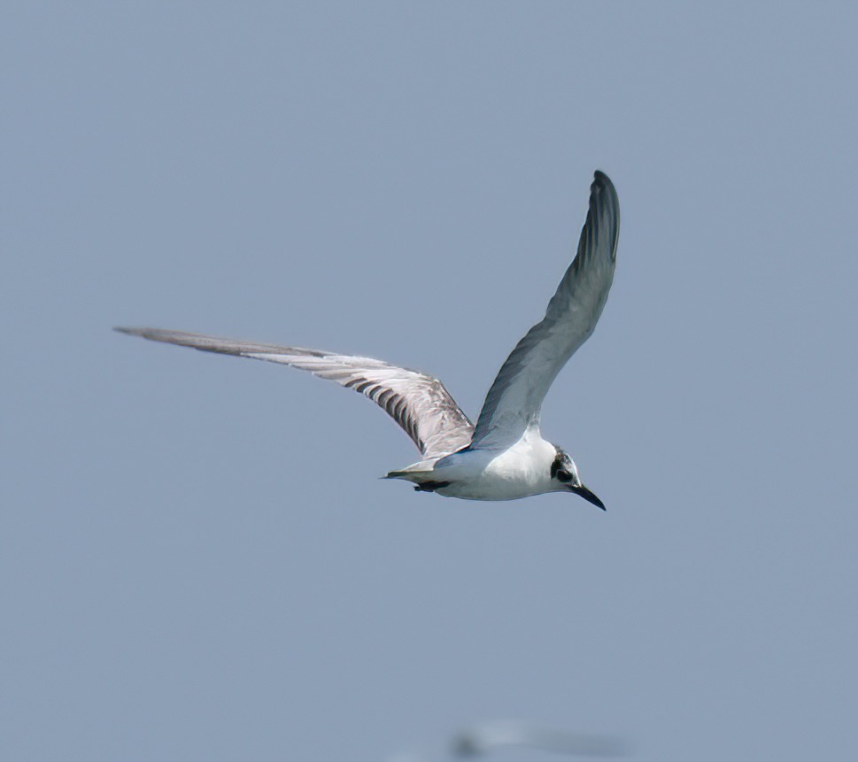 White-winged Tern - ML617958560