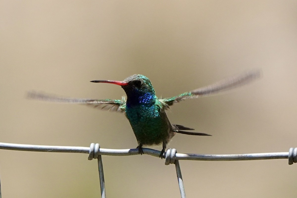 Broad-billed Hummingbird - ML617958575