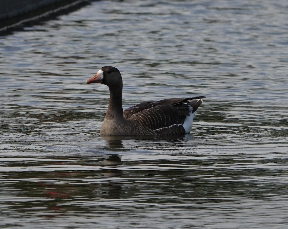 Greater White-fronted Goose - Sylvia Afable