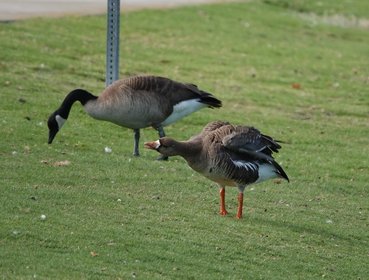Greater White-fronted Goose - ML617958592