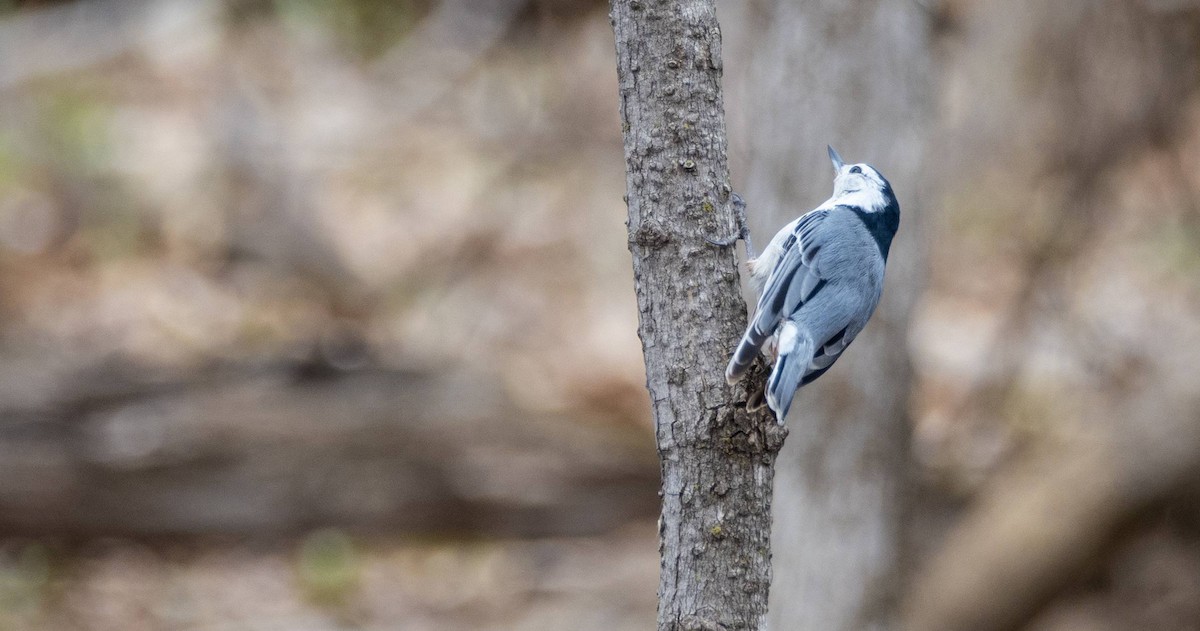 White-breasted Nuthatch - ML617958628
