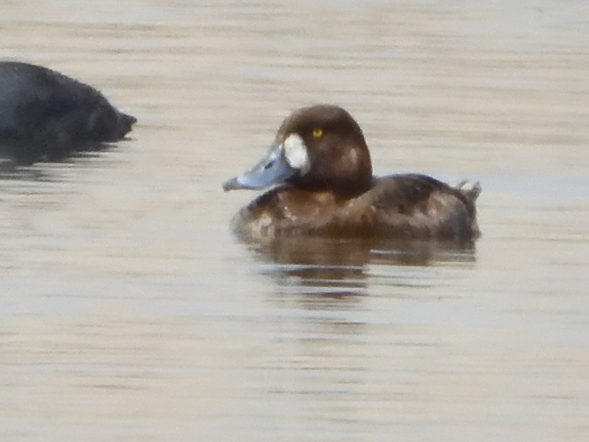 Greater Scaup - ML617958640