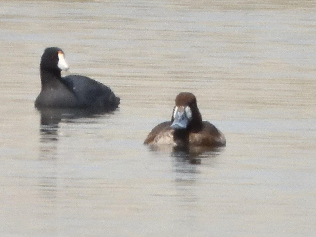 Greater Scaup - ML617958641