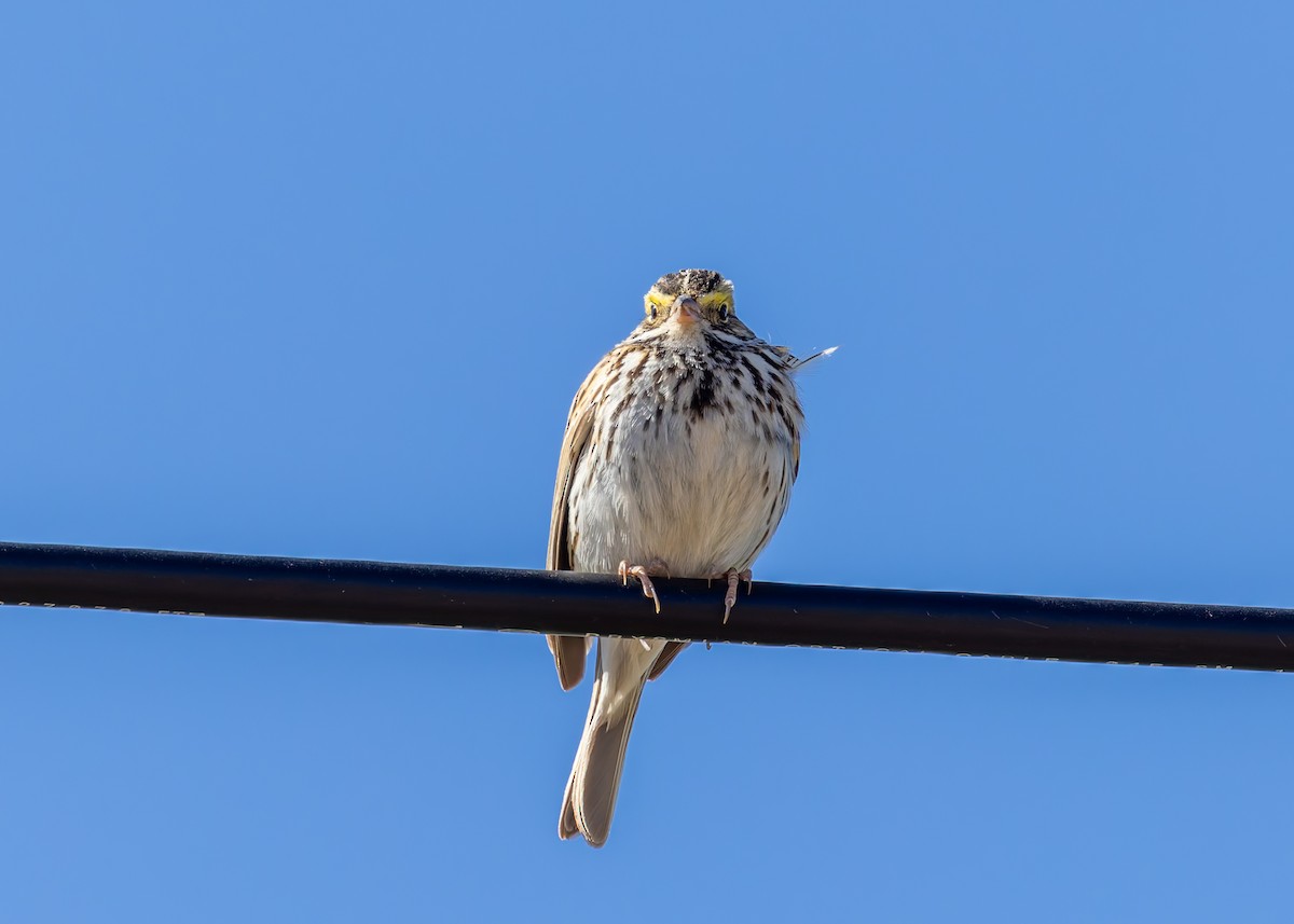 Savannah Sparrow - ML617958658