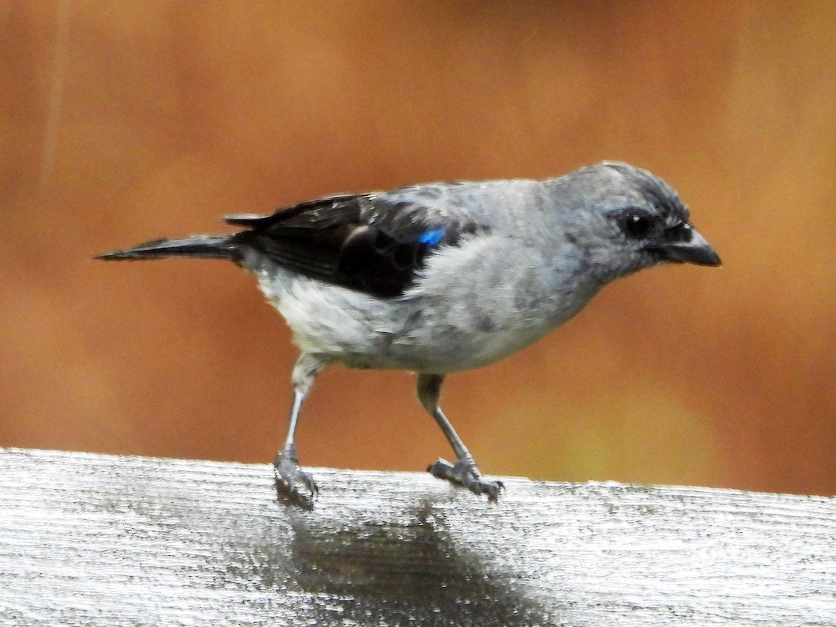 Plain-colored Tanager - ML617958670
