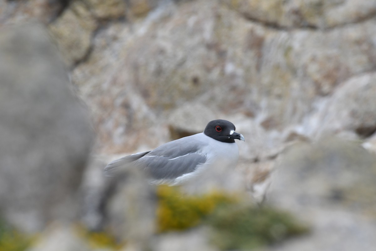 Swallow-tailed Gull - ML617958672