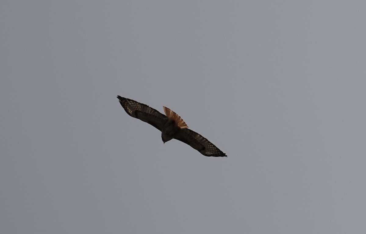 Red-tailed Hawk - ML617958678