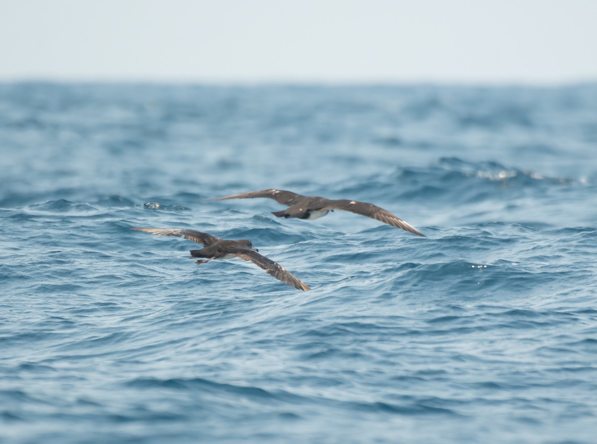 Pink-footed Shearwater - ML617958717