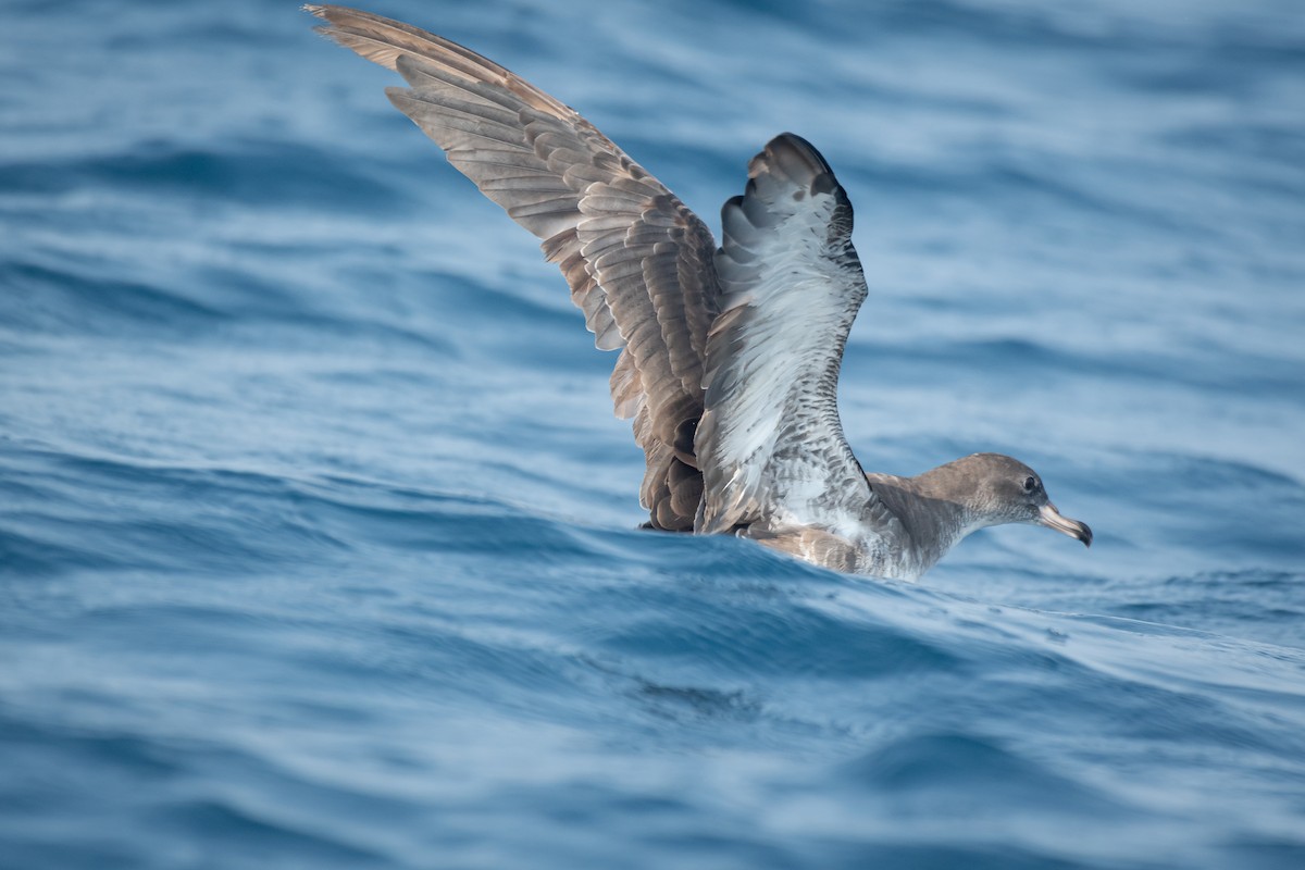 Pink-footed Shearwater - ML617958721