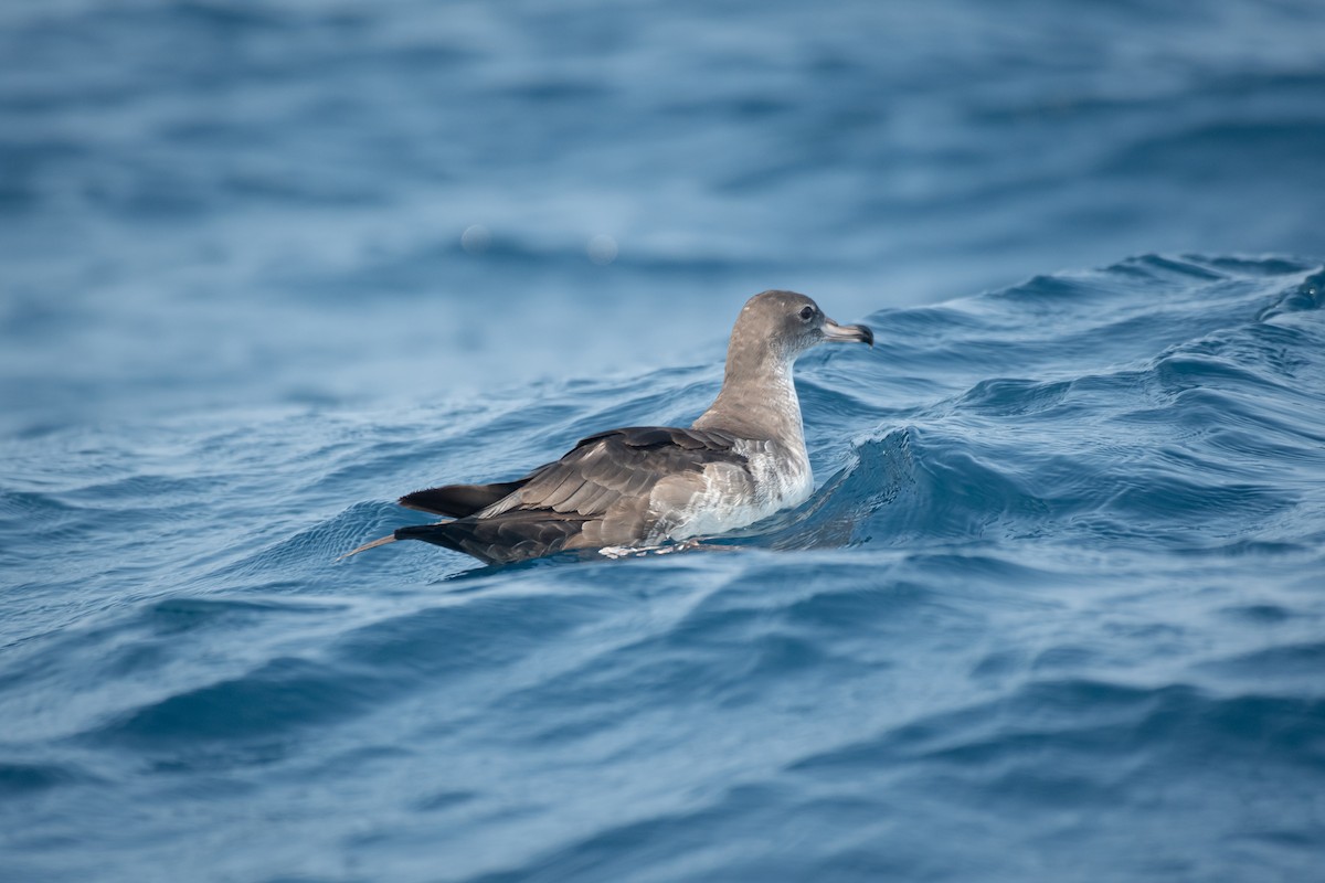 Pink-footed Shearwater - ML617958725