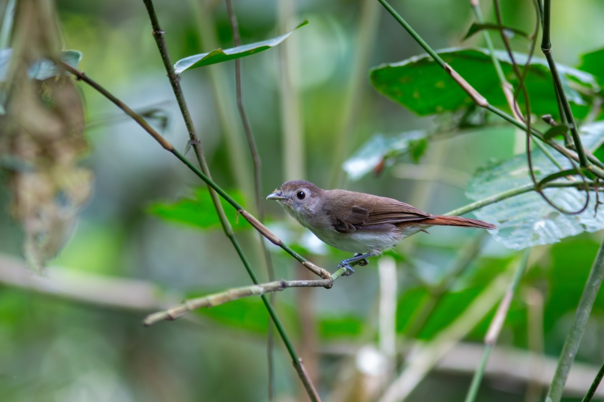 Sooty-capped Babbler - ML617958755