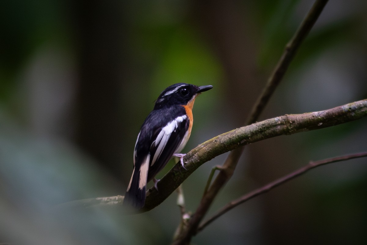 Rufous-chested Flycatcher - ML617958766