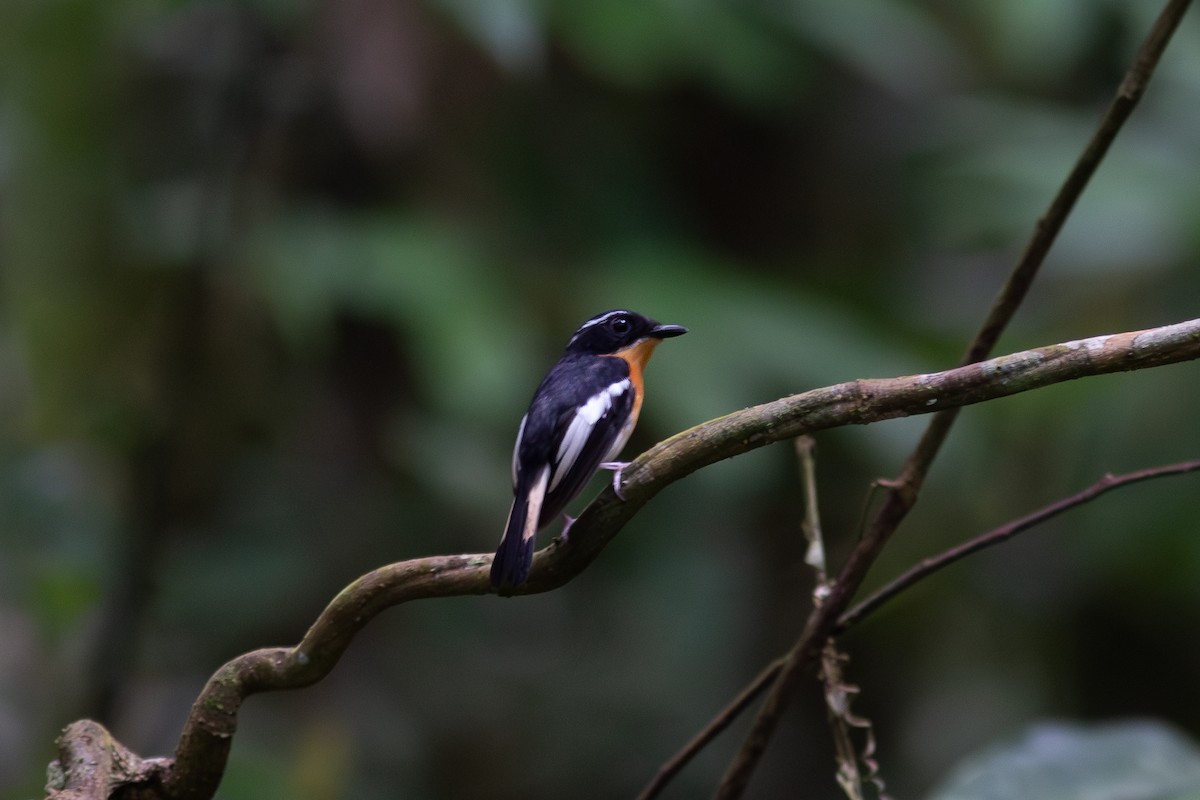 Rufous-chested Flycatcher - ML617958767