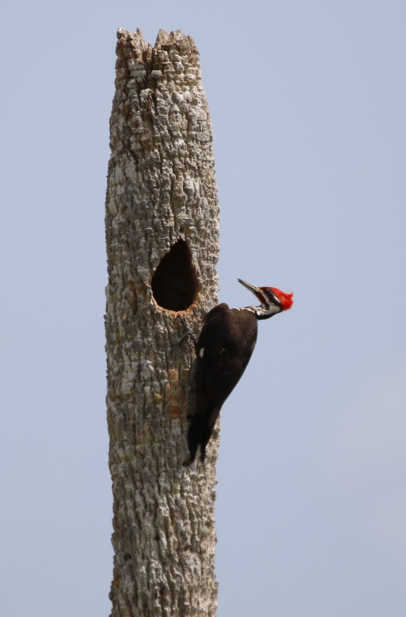 Pileated Woodpecker - ML617958776