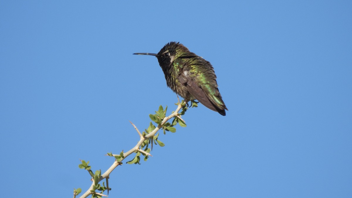 Costa's Hummingbird - Karen Evans