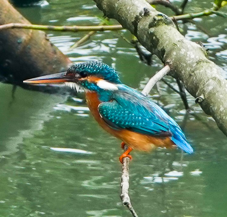 Common Kingfisher - Arden Anderson