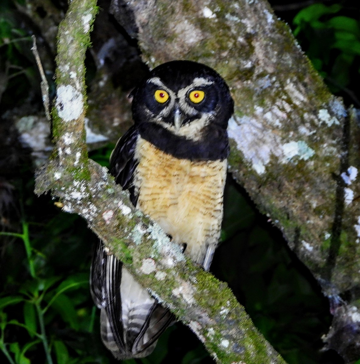 Spectacled Owl - Elmer pineda