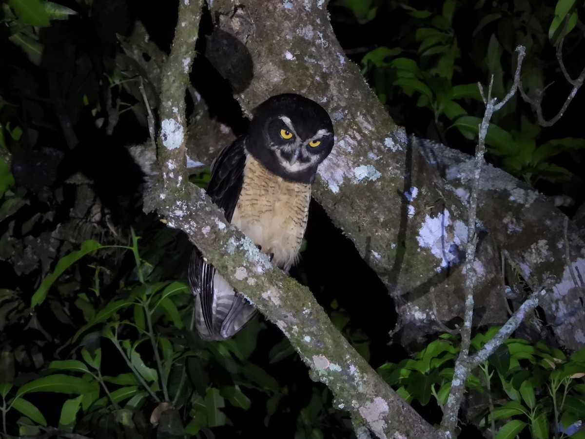 Spectacled Owl - ML617958856