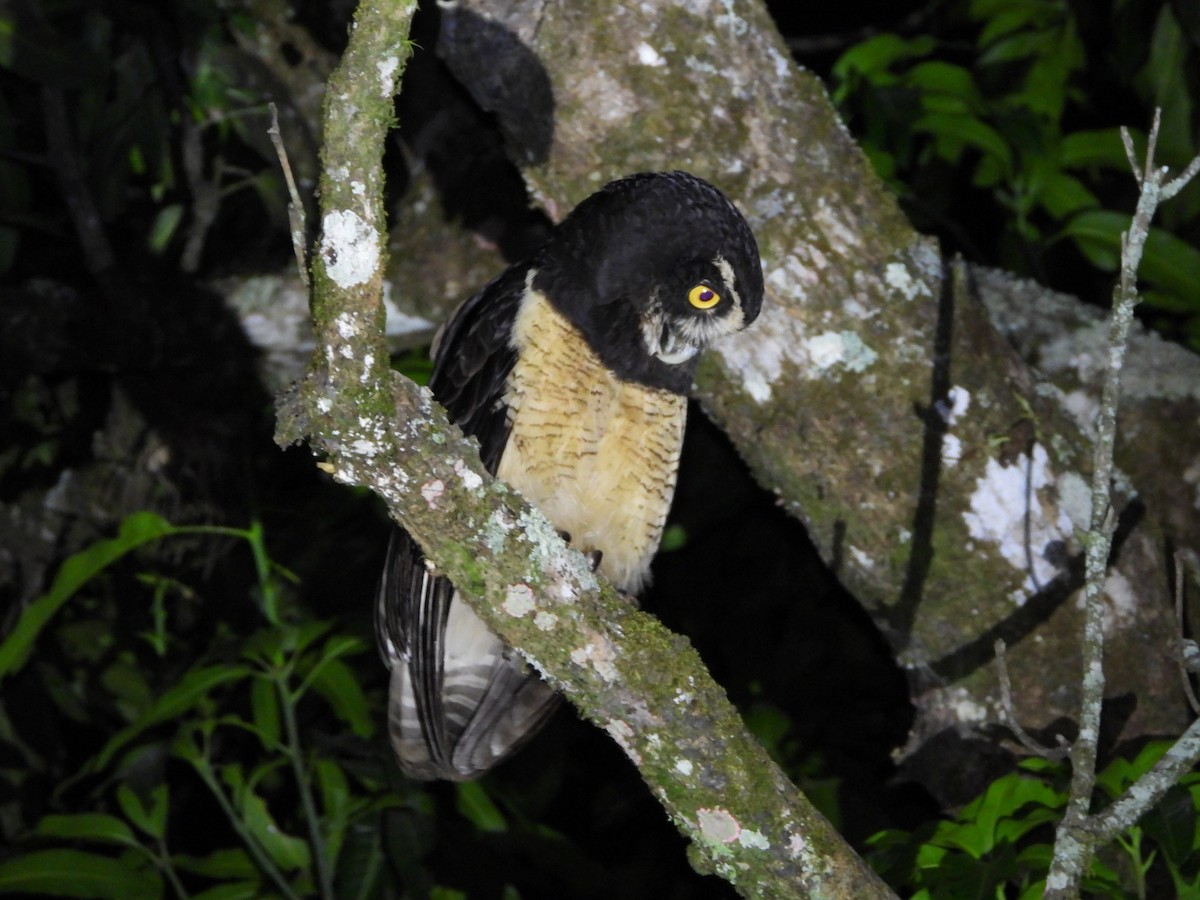 Spectacled Owl - ML617958857