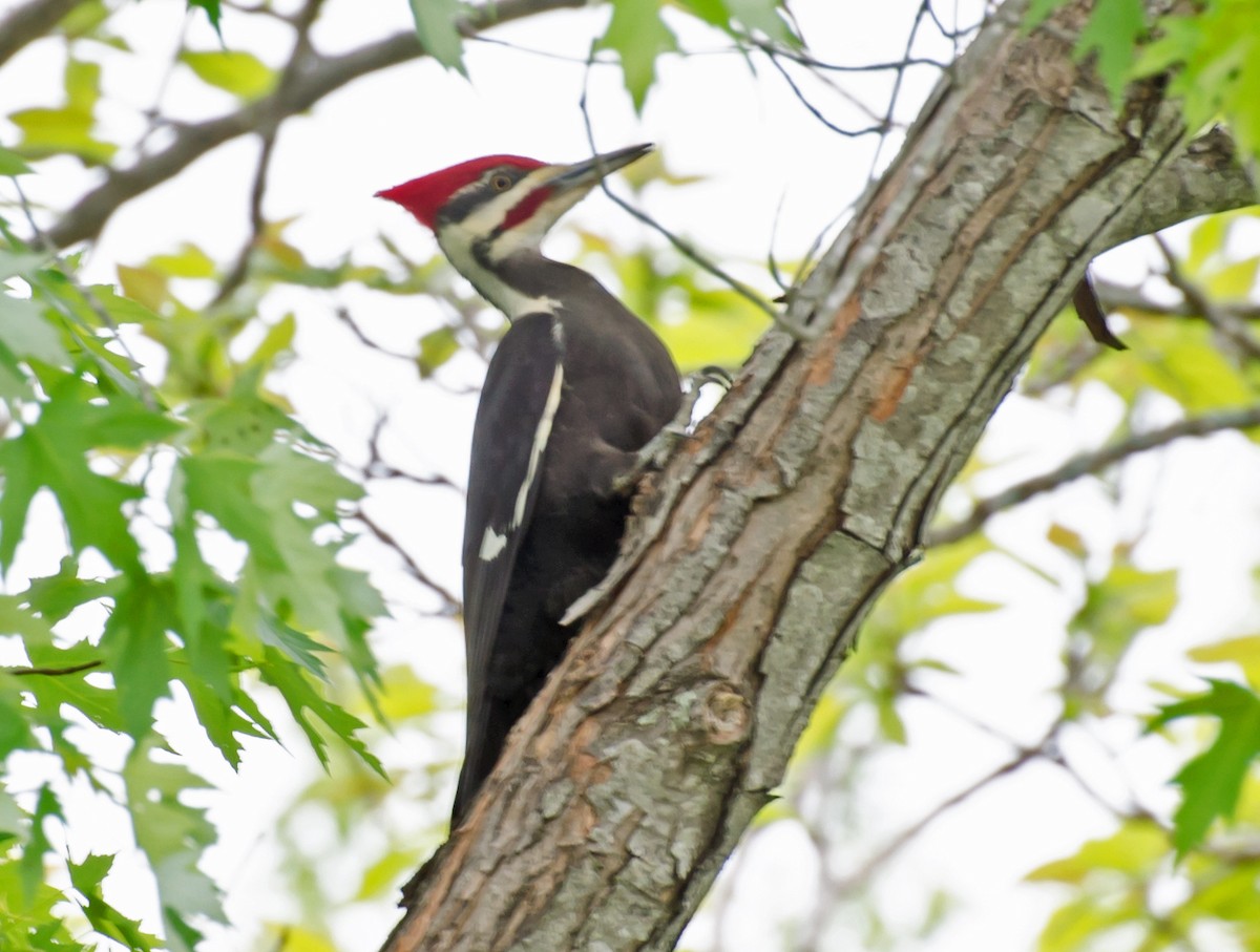Pileated Woodpecker - ML617958884