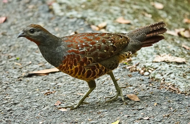 Taiwan Bamboo-Partridge - Arden Anderson