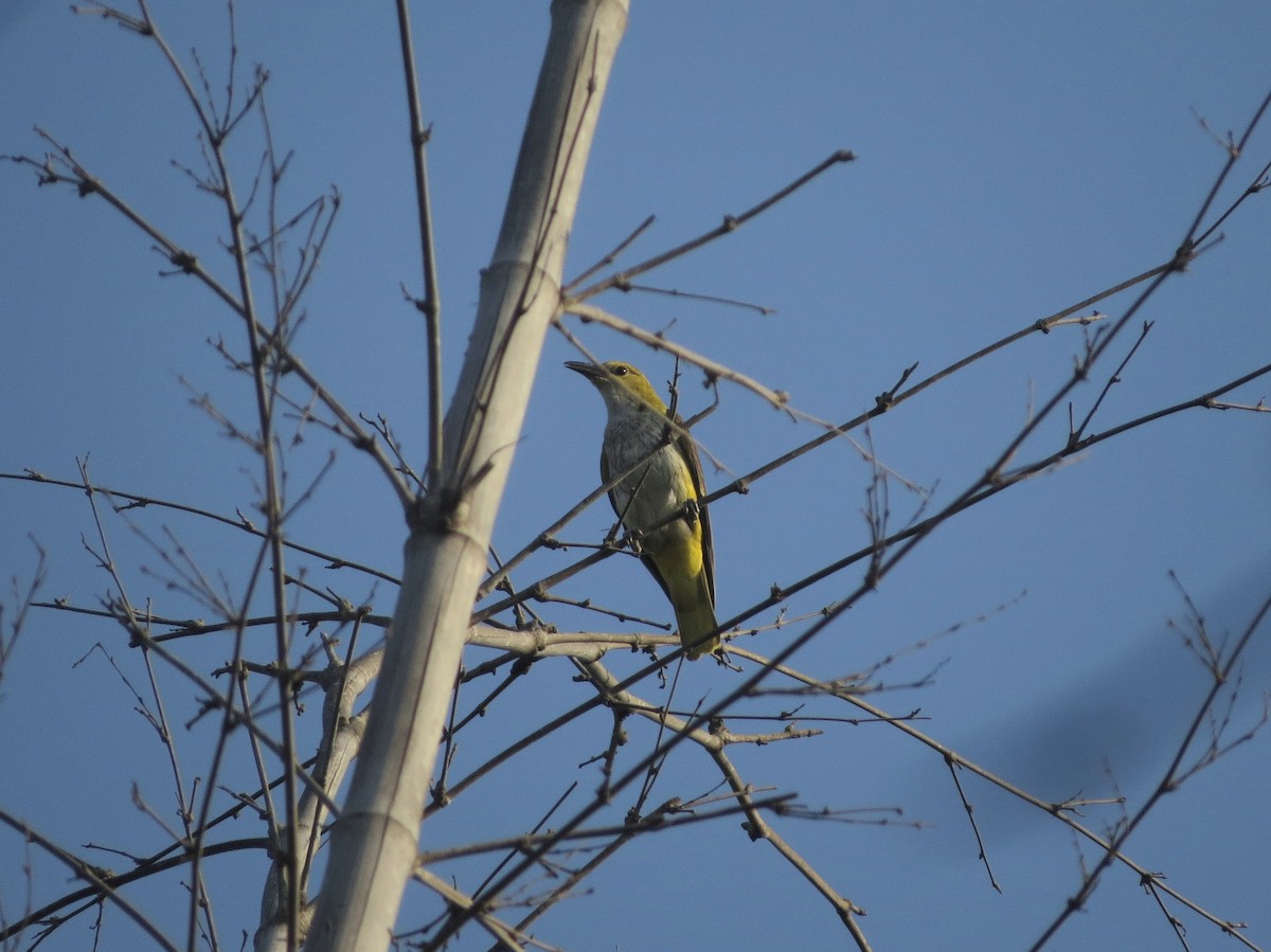 Indian Golden Oriole - ML617958919