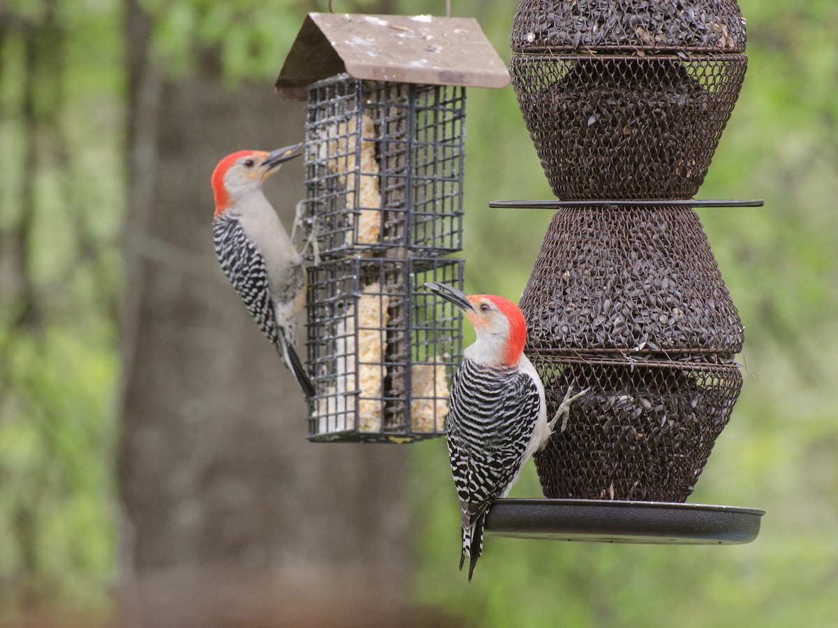 Red-bellied Woodpecker - ML617958920