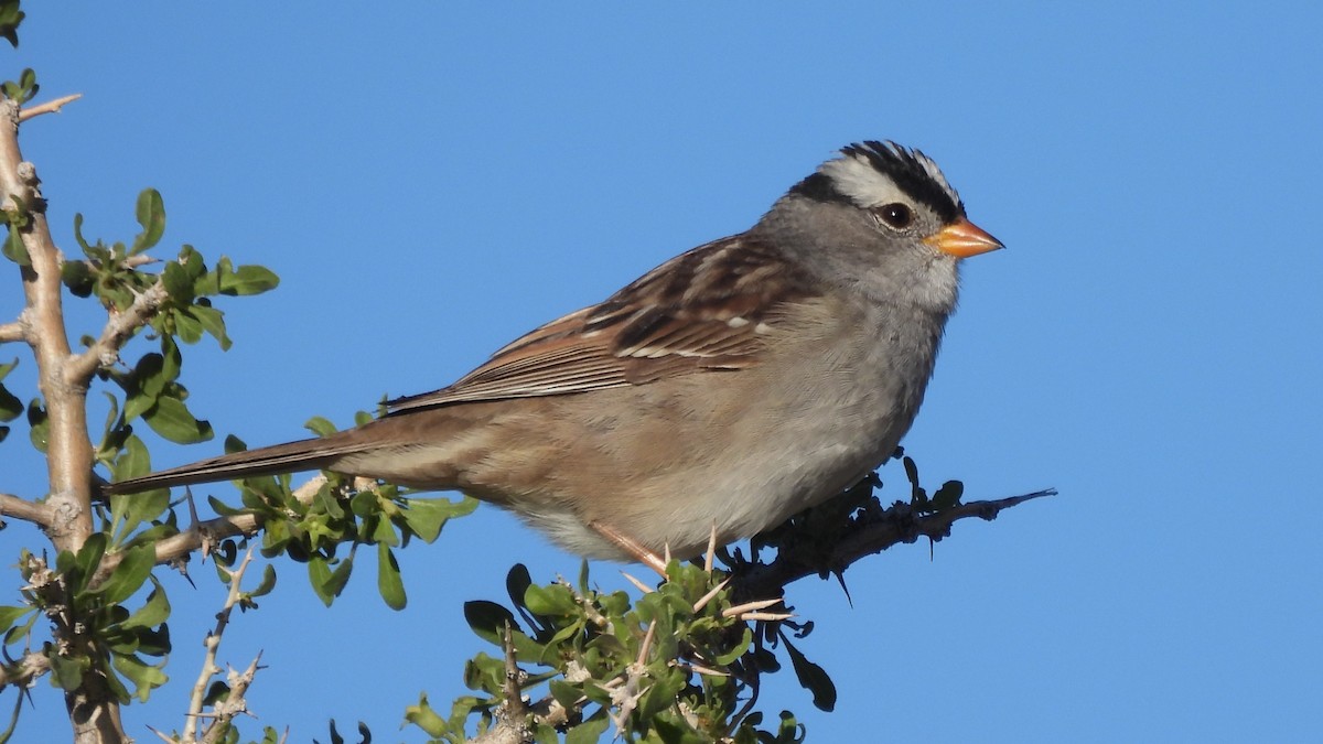 White-crowned Sparrow - ML617958932