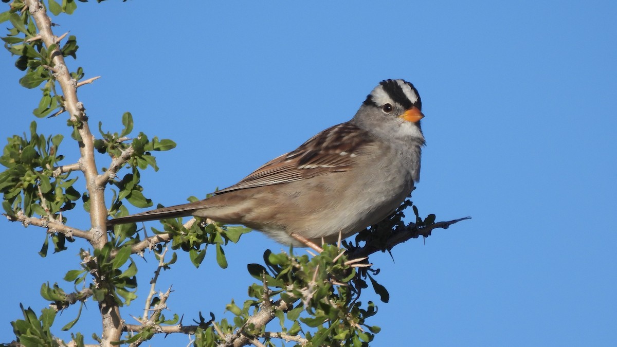 White-crowned Sparrow - ML617958933