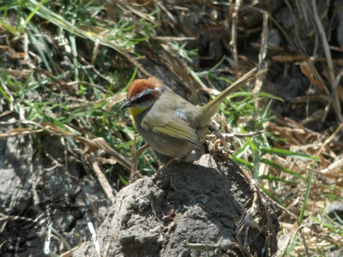 Rufous-capped Warbler - ML617958935