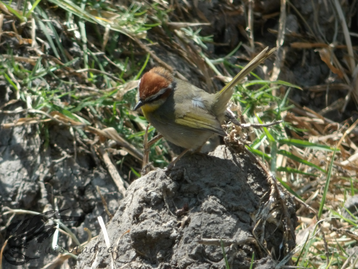 Rufous-capped Warbler - ML617958936