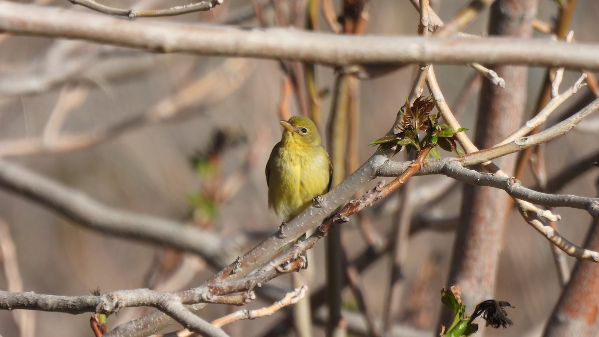 Western Tanager - ML617958959