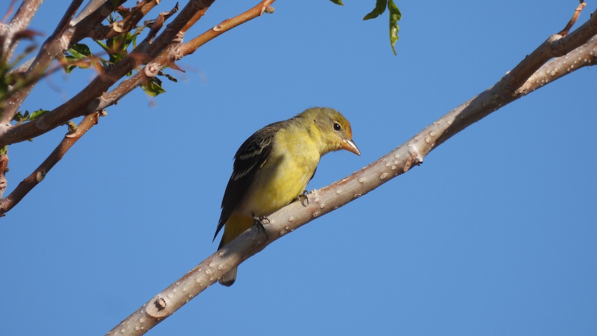 Western Tanager - ML617958960