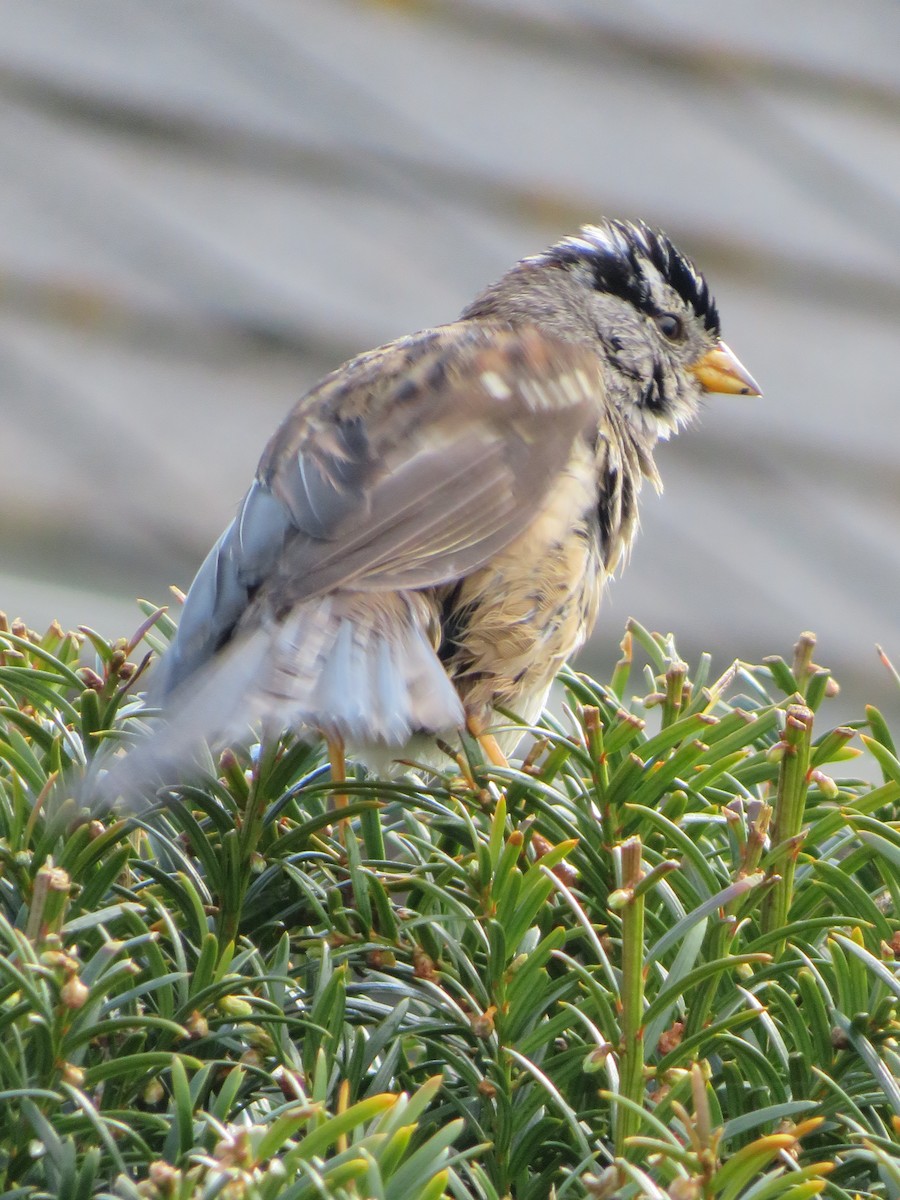 White-crowned Sparrow - ML617958964