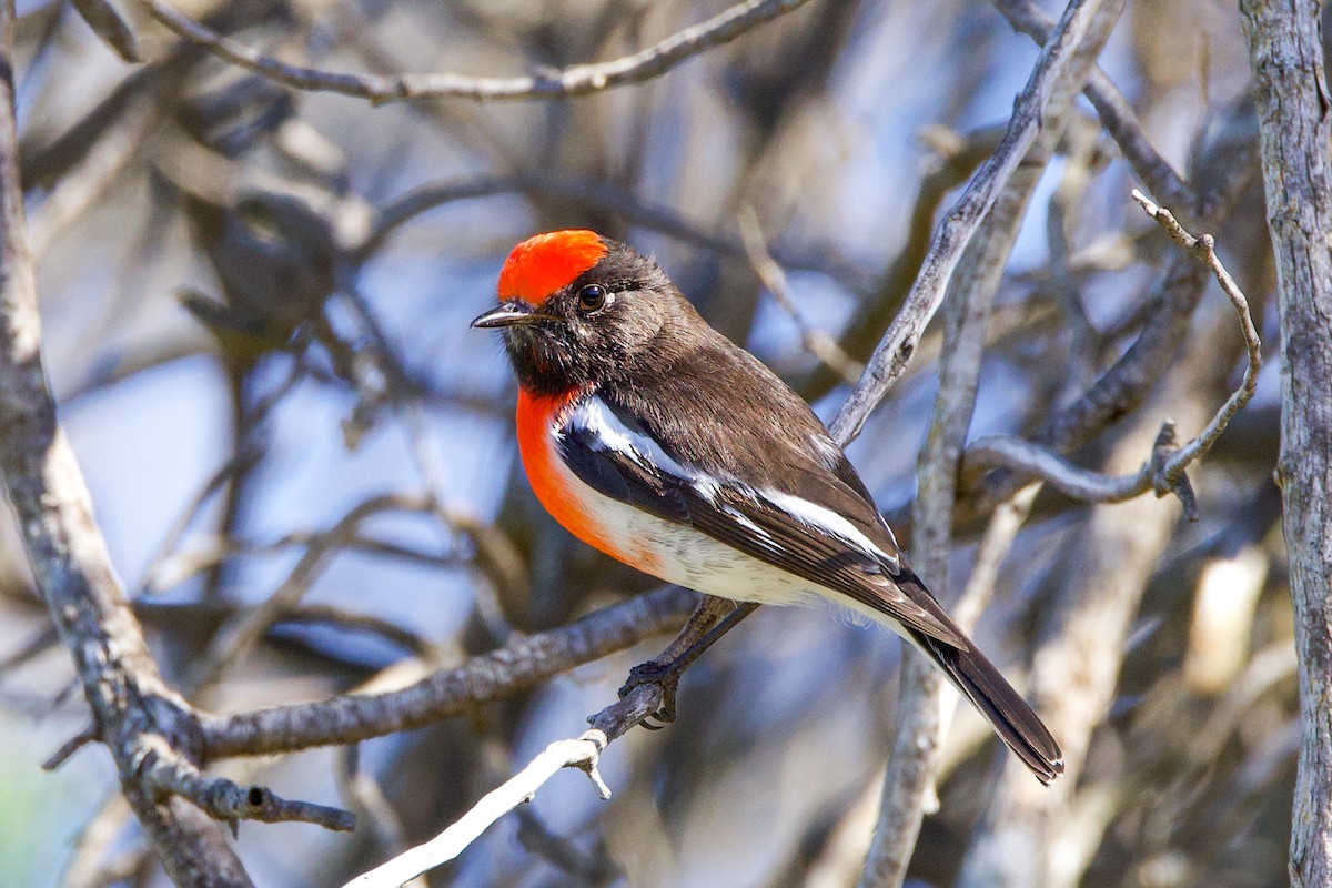 Red-capped Robin - ML617958983