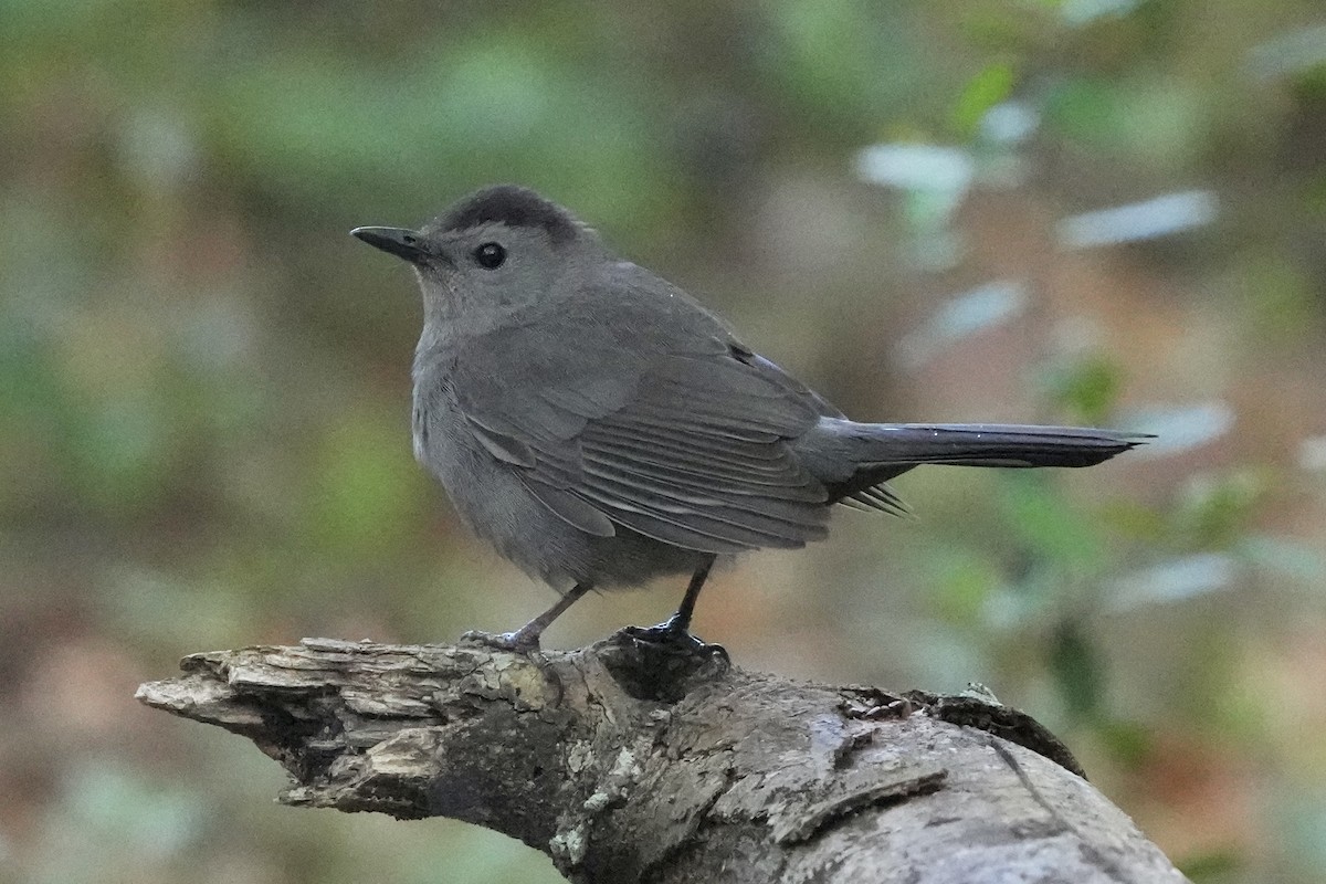 Gray Catbird - ML617959011