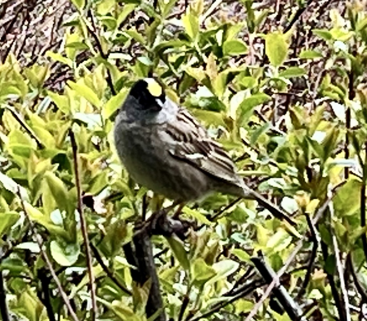 Golden-crowned Sparrow - ML617959017