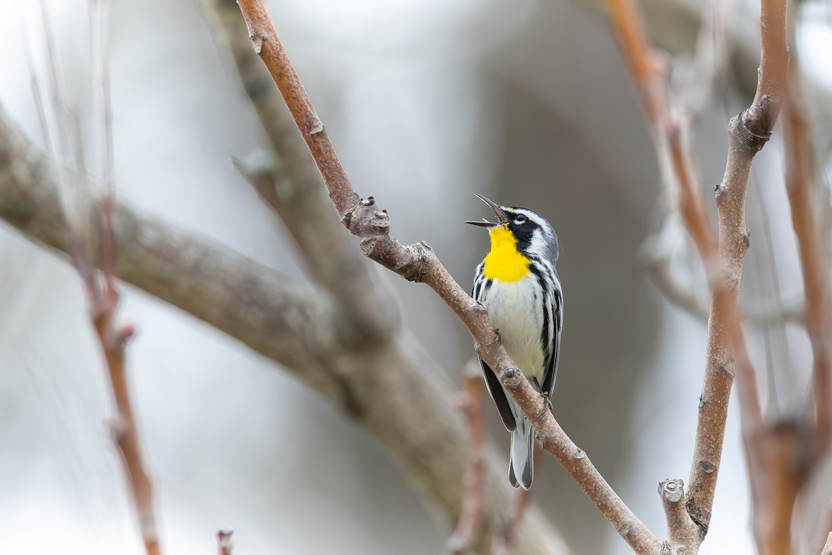 Yellow-throated Warbler - ML617959018