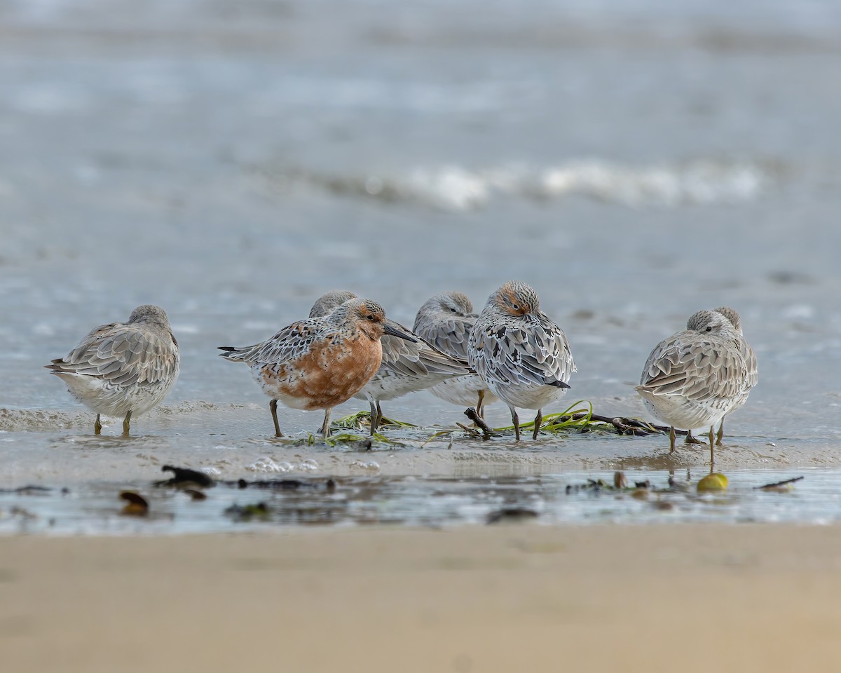 Red Knot - ML617959019