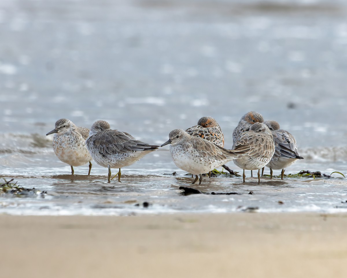 Red Knot - ML617959020