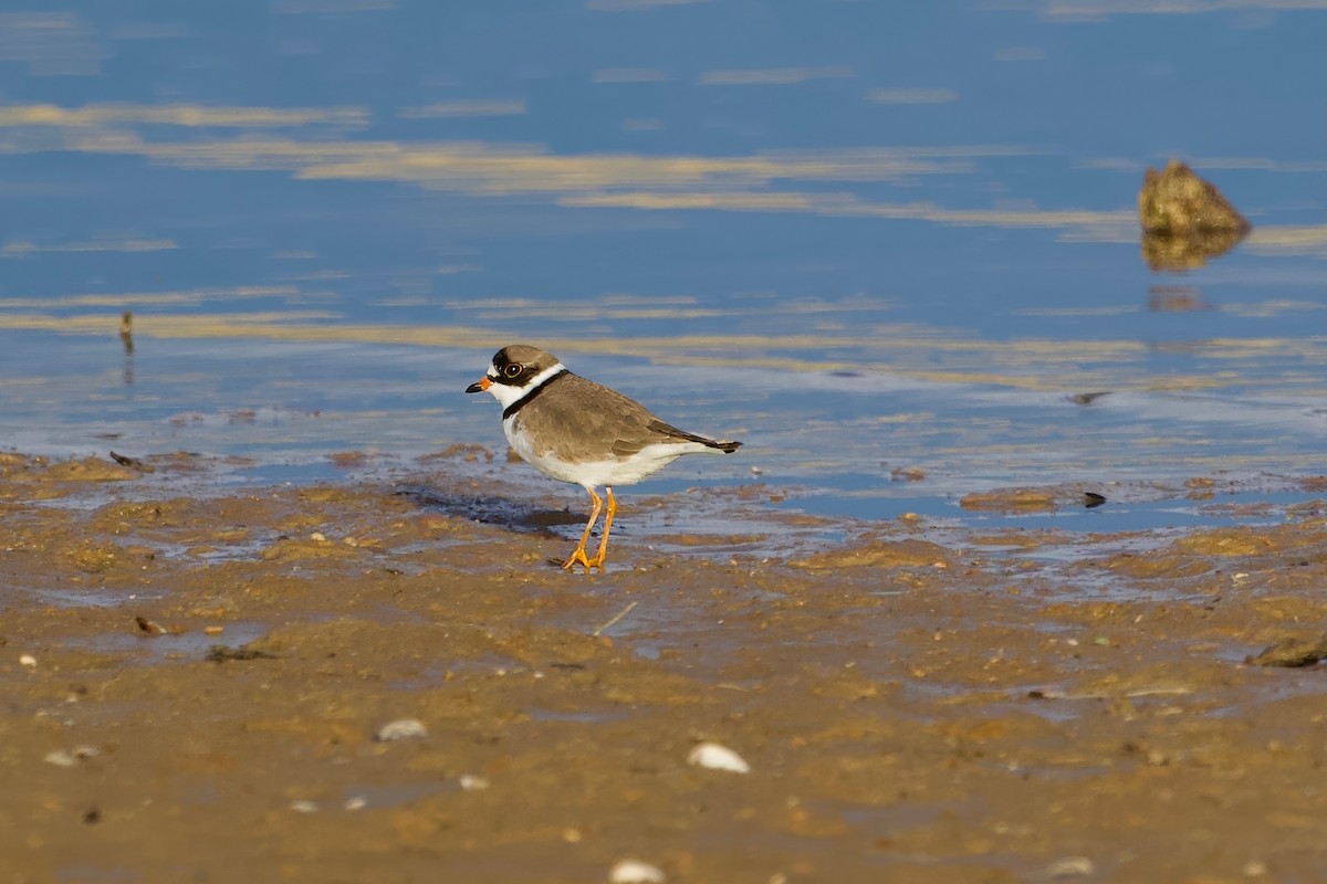 Semipalmated Plover - ML617959040