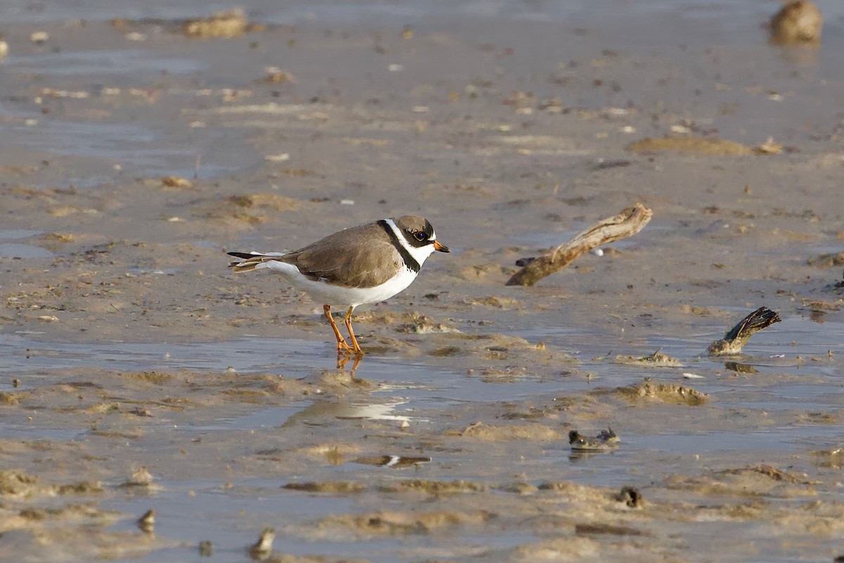 Semipalmated Plover - ML617959041