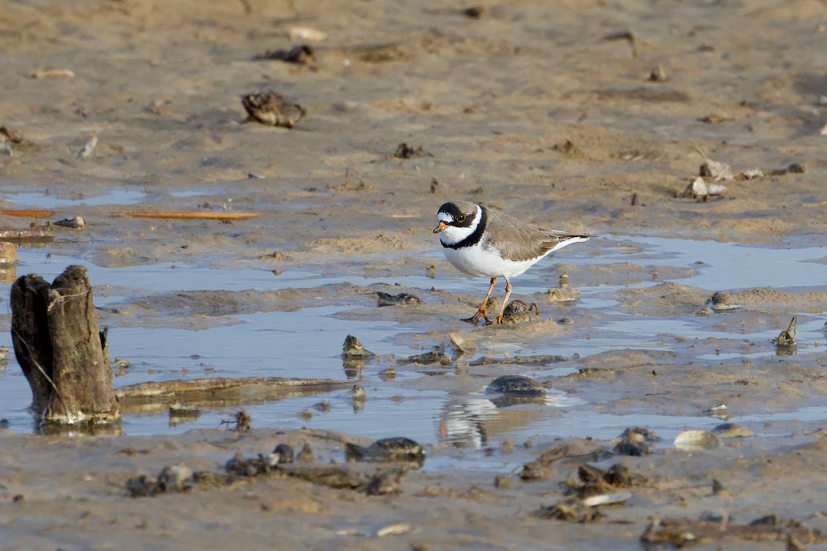 Semipalmated Plover - ML617959048